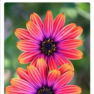 Meet your Posher, Kristin